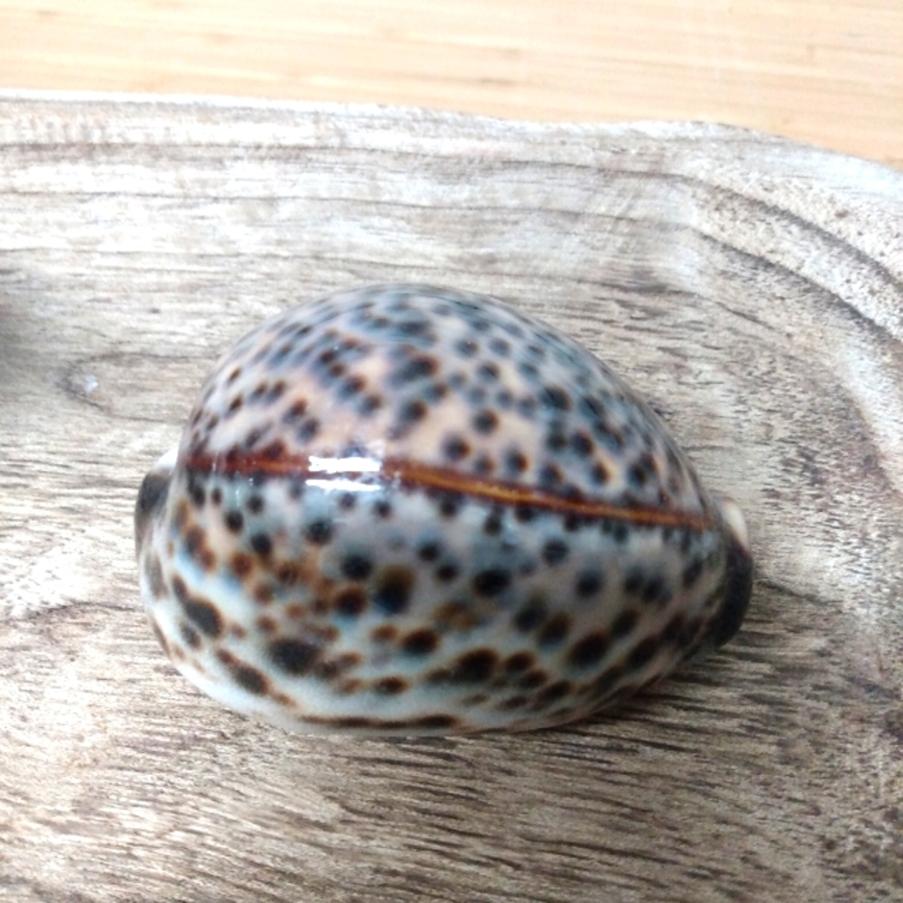 Shell 🐚 Mini
